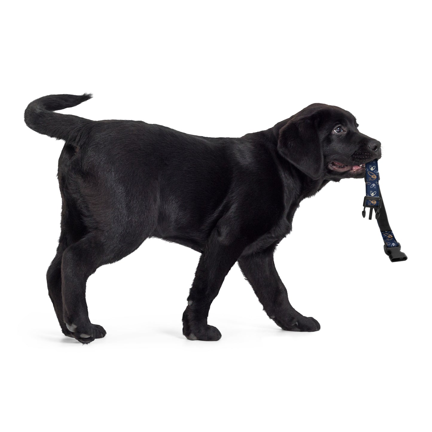 Epic Whizz® Heart_Pattern_Navy Pet Collar